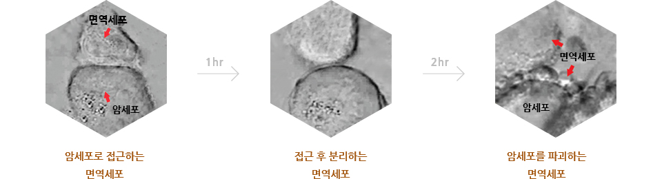 암세포로 접근하는 면역세포 1시간, 접근 후 분리하는 면역세포 2시간, 암세포를 파괴하는 면역세포