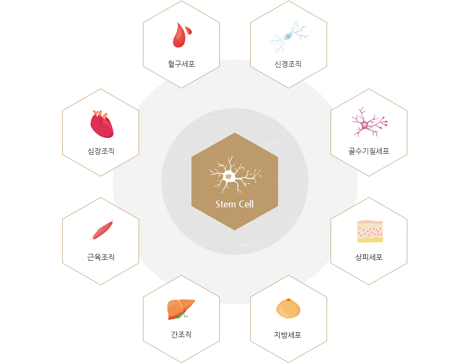 Stem Cell. 혈구세포, 신경조직, 골수기질세포, 상피세포, 지방세포, 간조직, 근육조직, 심장조직